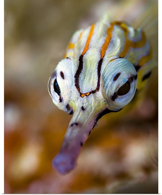 Network pipefish face, Cebu, Philippines
