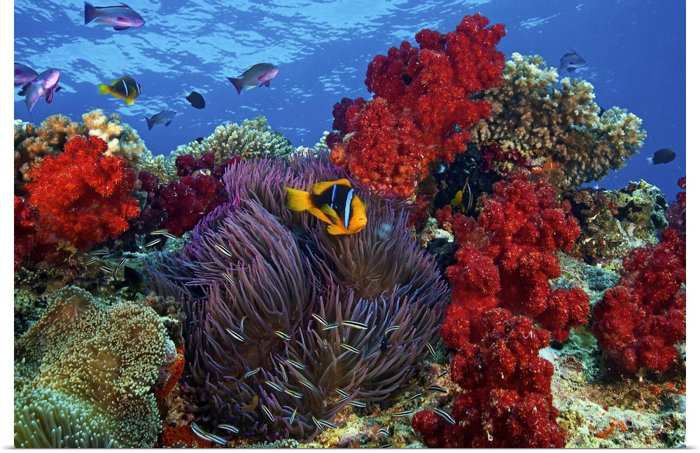 An underwater photograph taken of a clown fish as it swims in front of colorful reefs and ocean vegetation.