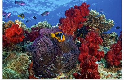 Orange-finned clownfish and soft corals on colorful reef, Fiji