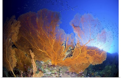 Orange gorgonian sea fan, Christmas Island, Australia