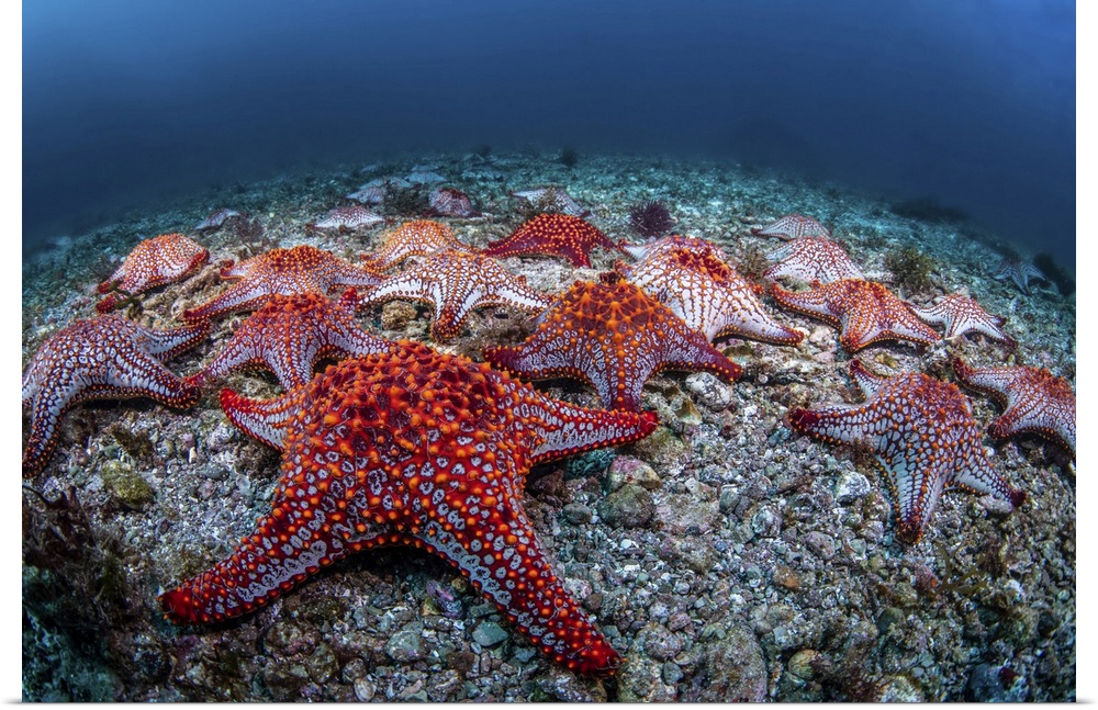 Panamic cushion stars (Pentaceraster cumingi), gather on the sea floor, Sea of Cortez.