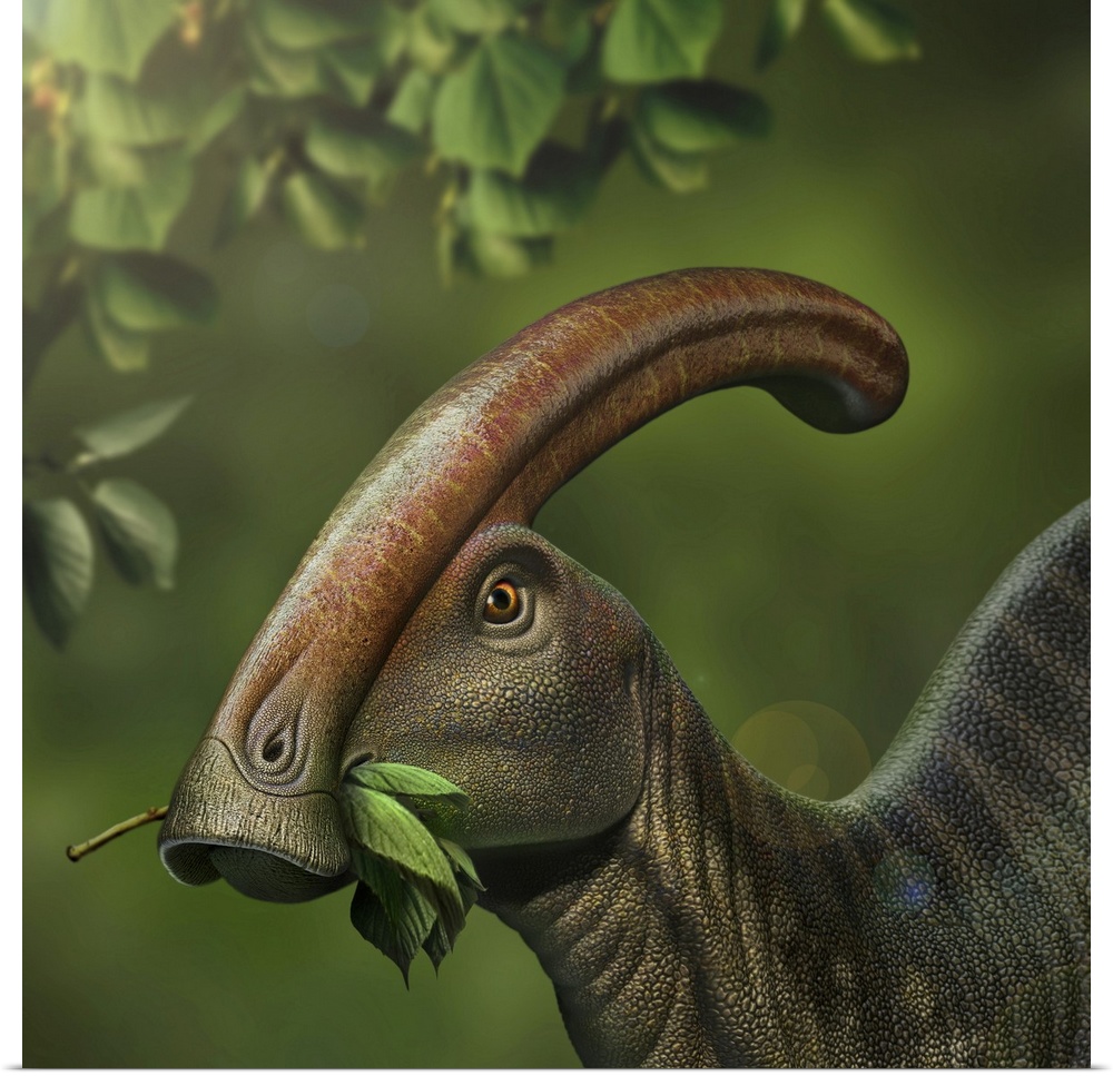 Parasaurolophus dinosaur grazing on leaves.