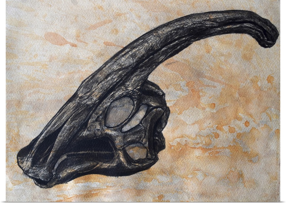 Parasaurolophus walkerii dinosaur skull on textured background.