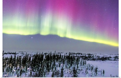 Pink aurora over boreal forest in Canada