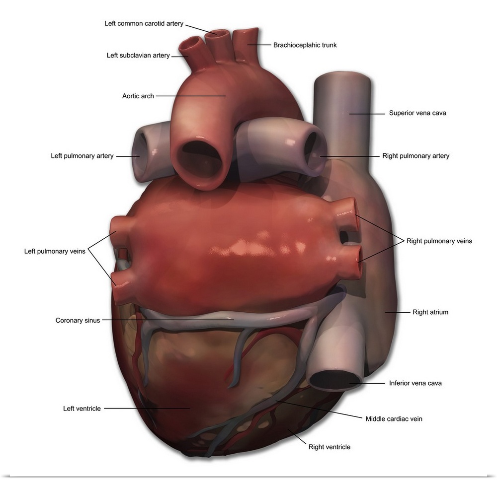 Posterior view of human heart anatomy with annotations.