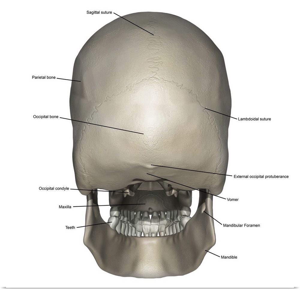 Posterior view of human skull anatomy with annotations.