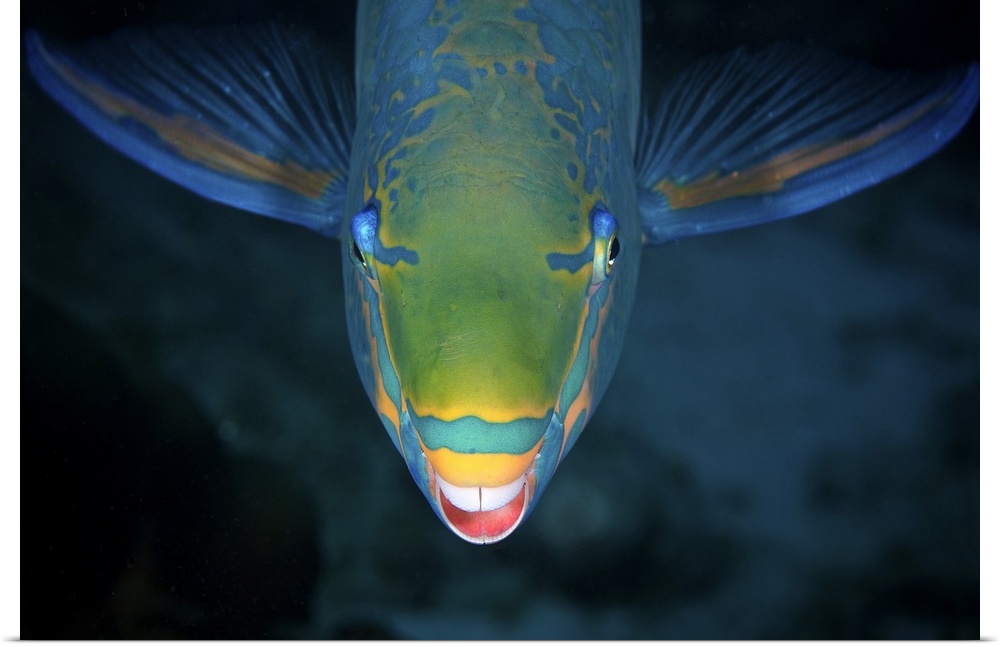 Queen Parrotfish feeding on algae, Bonaire, Caribbean Netherlands.