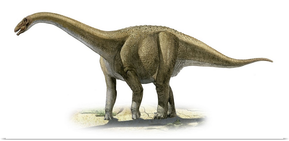 Rapetosaurus krausei, a prehistoric era dinosaur.
