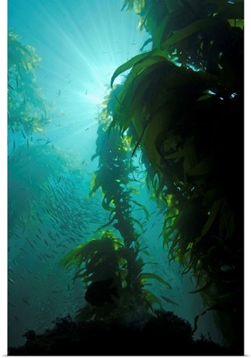 Rays of light shining through a kelp forest