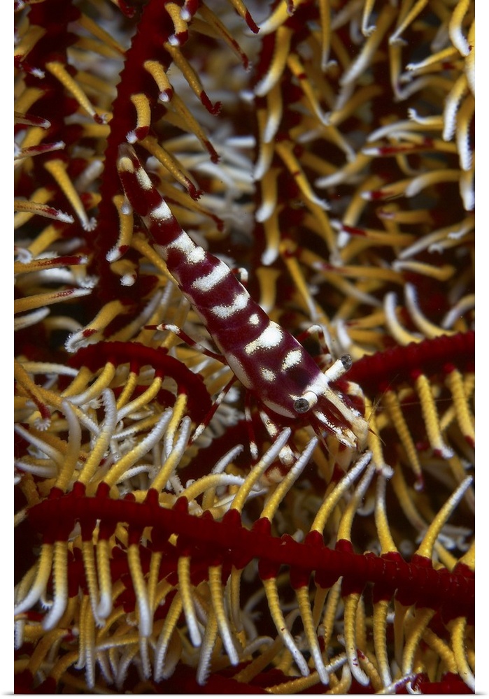 Red and white mimic shrimp on crinoid, Bali, Indonesia.