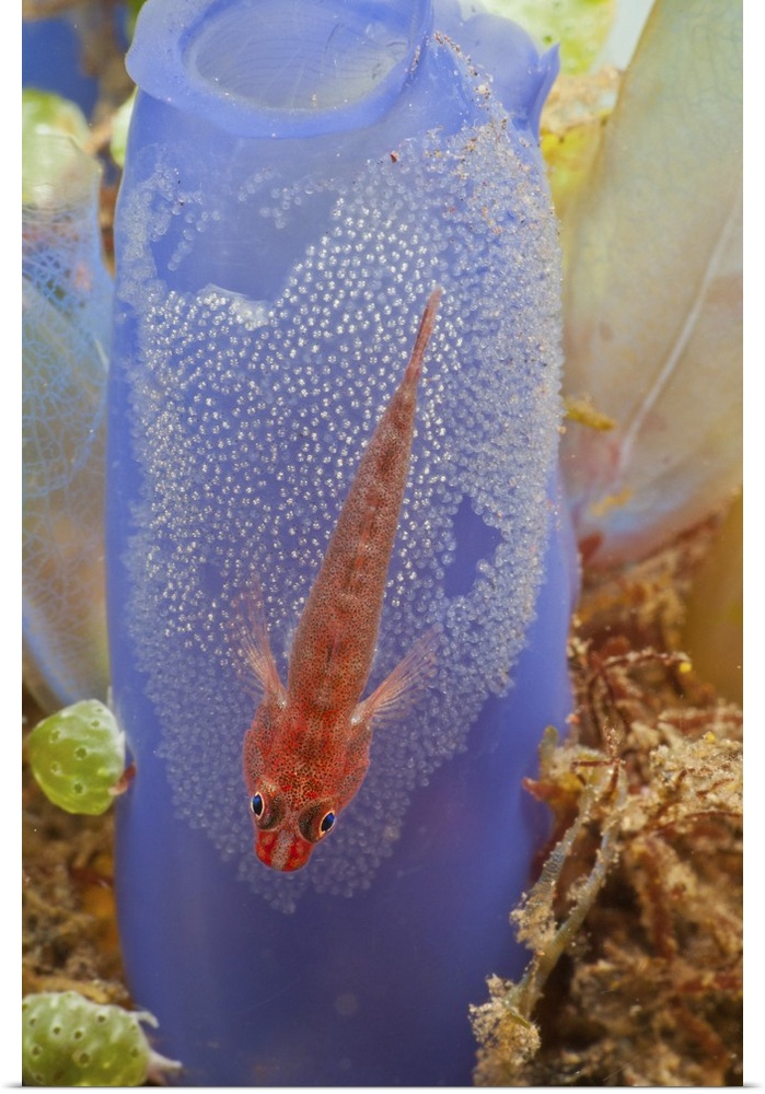 Red goby with a clutch of eggs on a blue tunicate, Bali, Indonesia.