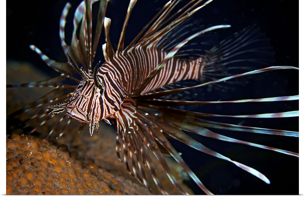 Red Lionfish flares its deadly spines as a warning to the photographer not to get any closer, Bonaire, Caribbean Netherlands.