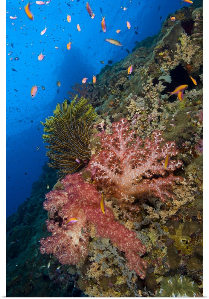 Red soft coral with crinoid and anthias fish, Papua New Guinea.