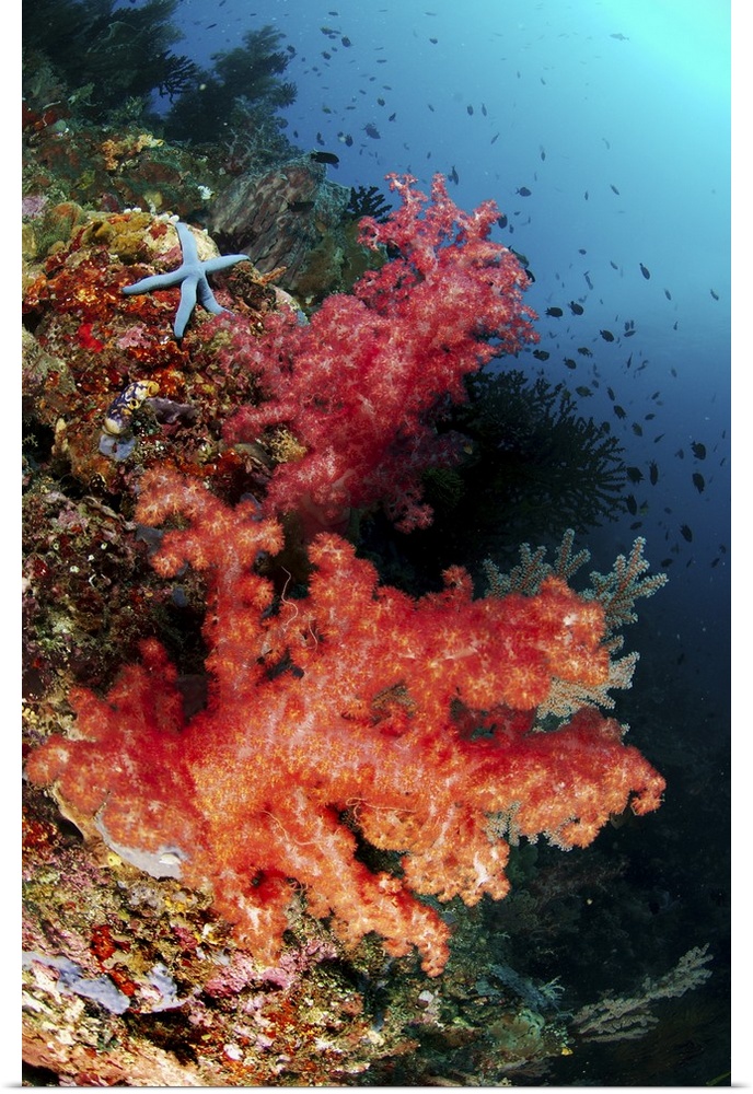 Red soft corals and blue leather sea star, North Sulawesi, Indonesia.