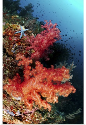 Red soft corals and blue leather sea star, North Sulawesi, Indonesia