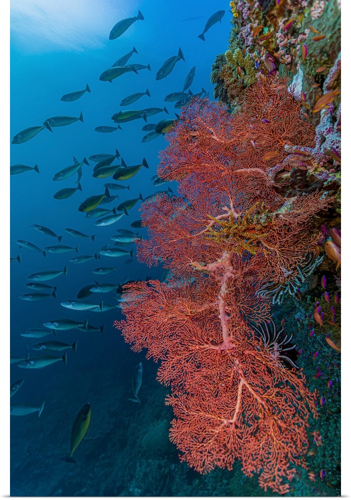 Reef scene in Halmahera, Indonesia.