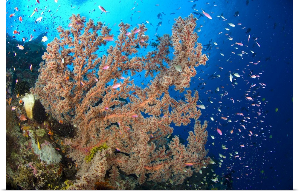 Reef scene with sea fan, Papua New Guinea.