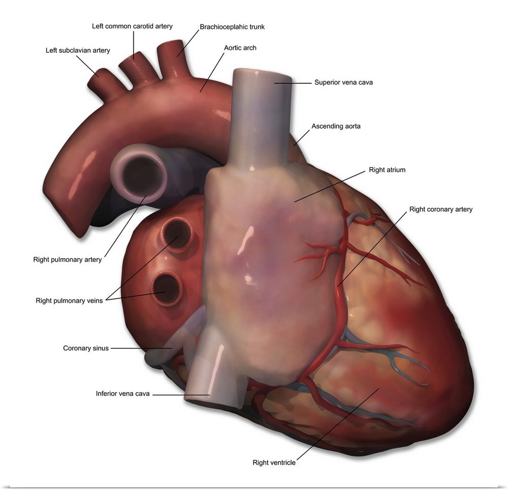 Right lateral view of human heart anatomy with annotations.