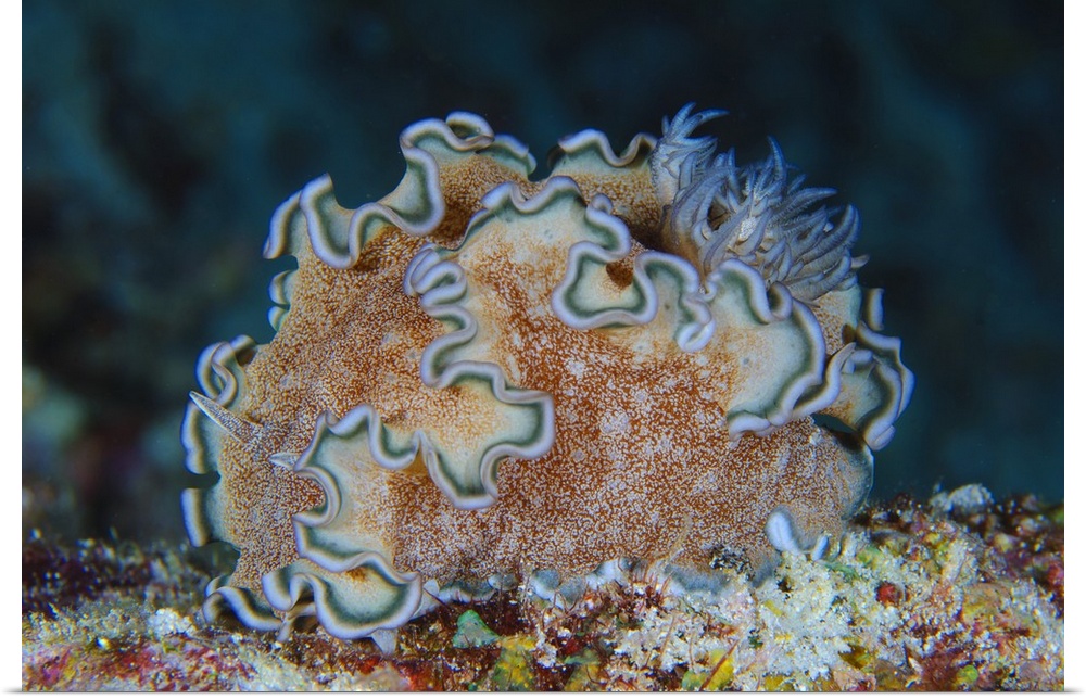 Ruffled nudibranch on coral, Solomons.
