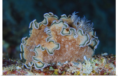 Ruffled nudibranch on coral, Solomons