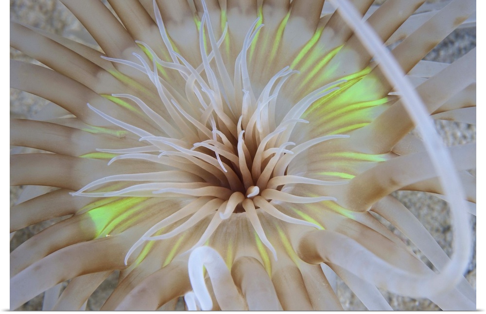 Sand Anemone with flurescent green coloring, Bonaire, Caribbean Netherlands.