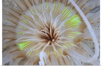 Sand Anemone with flurescent green coloring