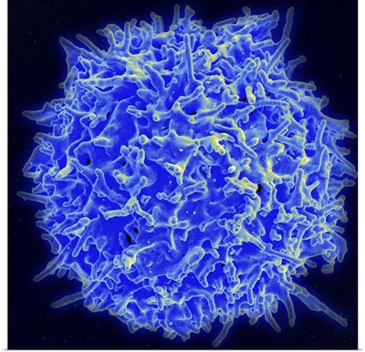 Scanning electron micrograph of a human T cell