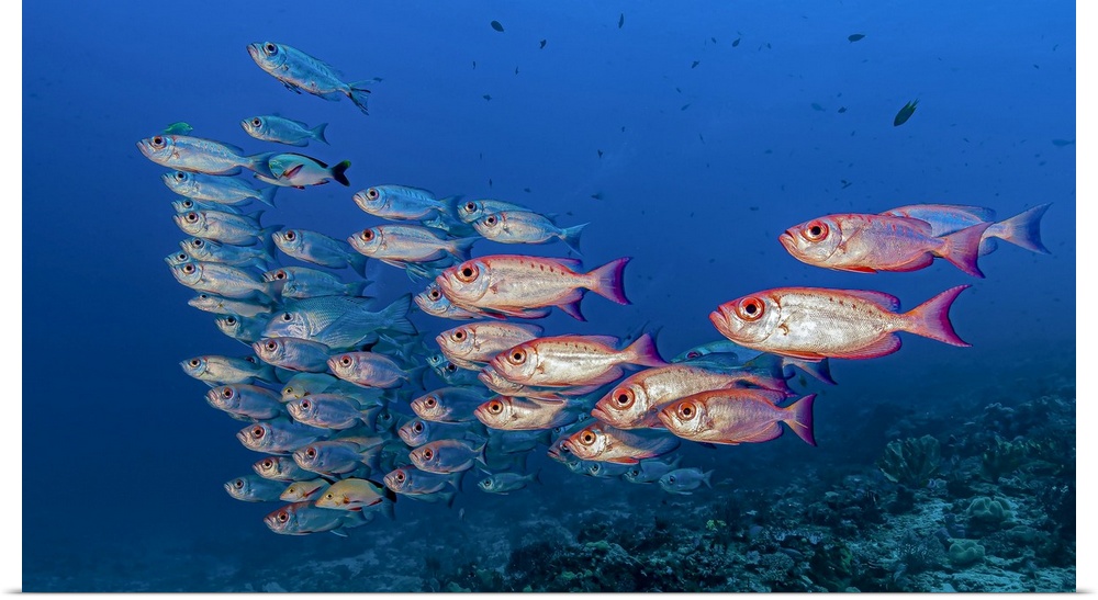School of crescent-tail bigeye (Priacanthus hamrur) in Raja Ampat, Indonesia.  A few stray fish are visible in the school.