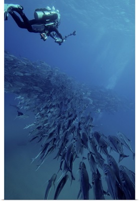 Scuba diver swimming over a massive school of jack fish