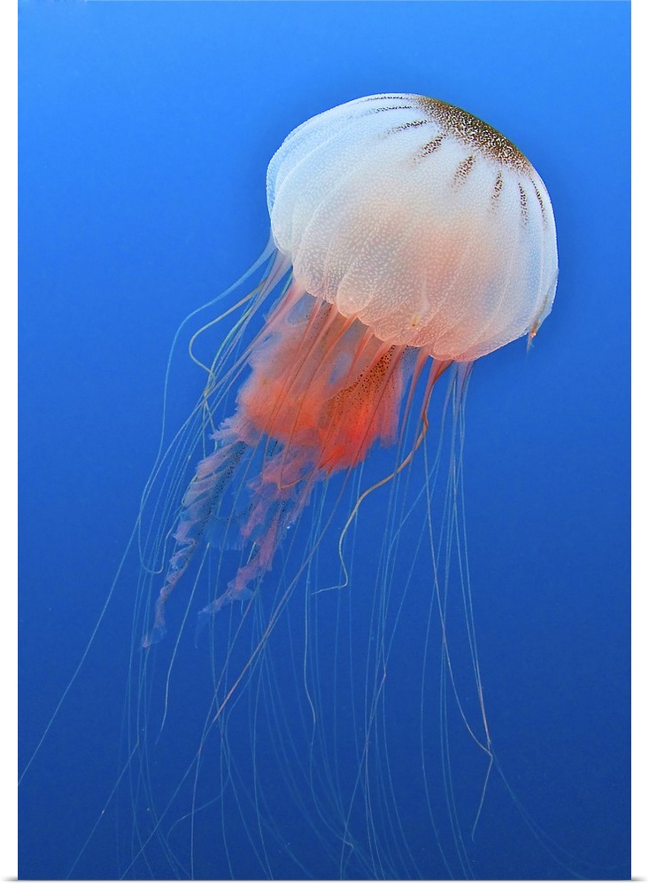 Sea nettle is host to a small shrimp in the Atlantic Ocean off the coast of North Carolina.
