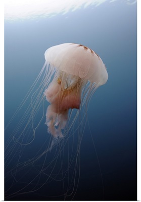 Sea Nettle Jellyfish in Atlantic Ocean