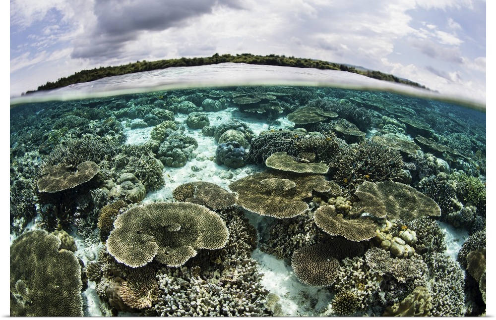 A shallow coral reef thrives in Wakatobi National Park, Indonesia. This remote region is known for its incredible marine b...