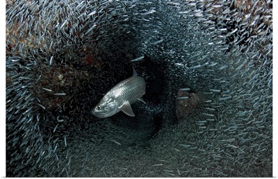 Silversides evading their prey, The Grotto, Grand Cayman