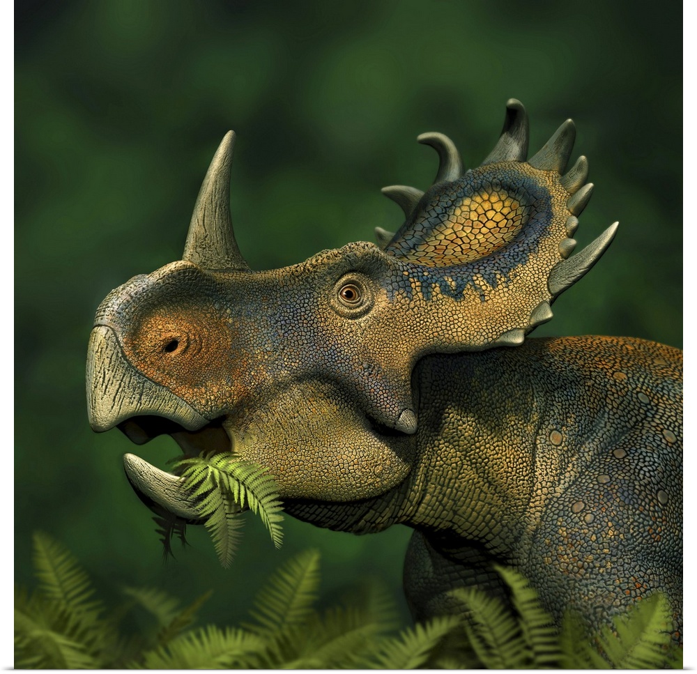 Sinoceratops dinosaur grazing on leaves.