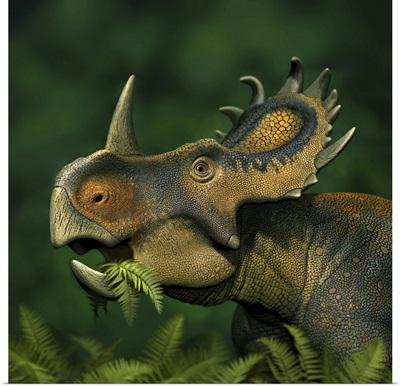 Sinoceratops Dinosaur Grazing On Leaves