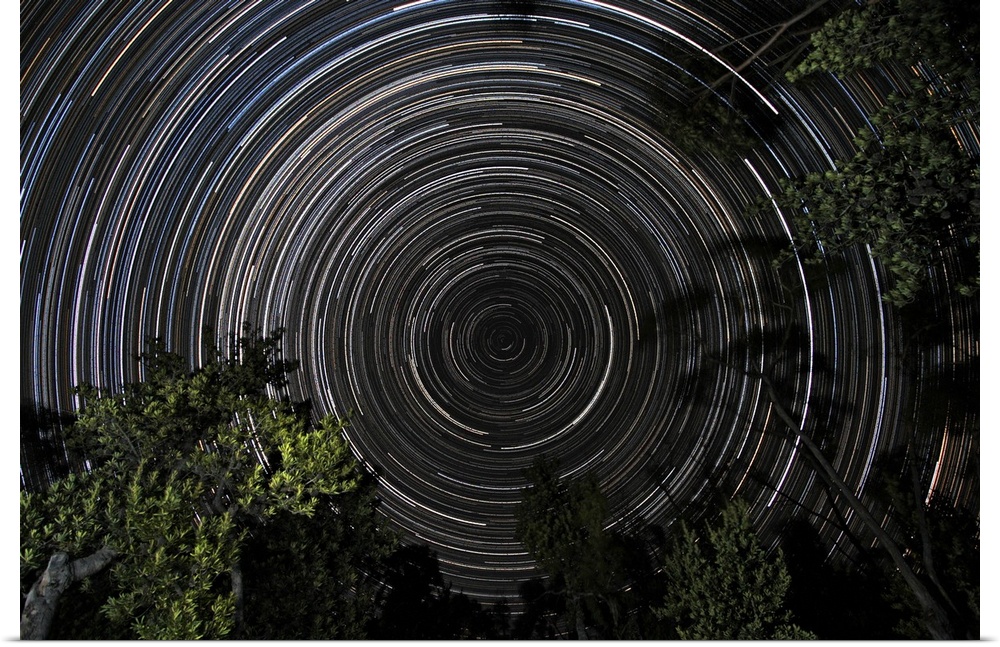 Southern Sky star trails over Banksia Trees