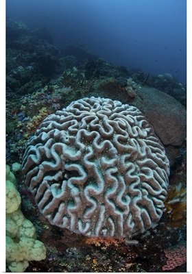 Stony Coral On A Reef In Sulawesi, Indonesia