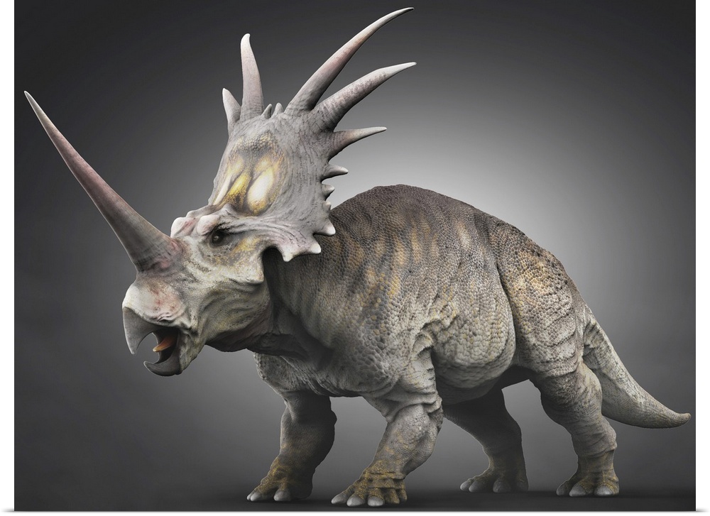 Styracosaurus dinosaur.