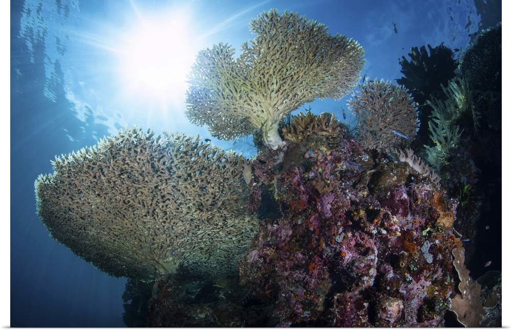 Sunlight shines on beautiful corals in Raja Ampat, Indonesia.
