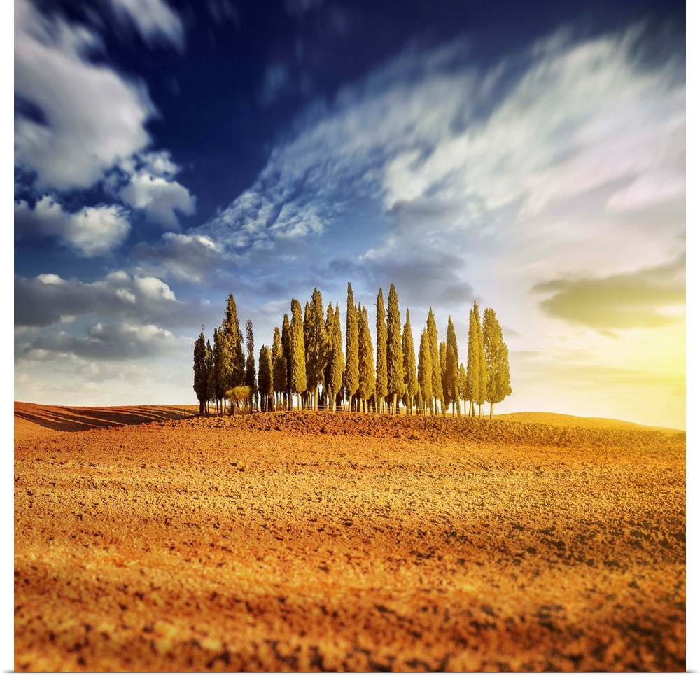 Sunset in a golden field with a row of cypress trees, Italy, Tuscany.