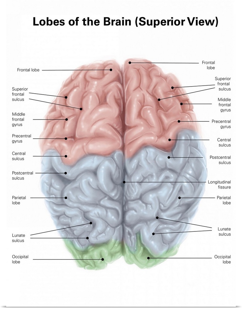 Superior view of human brain with colored lobes and labels.
