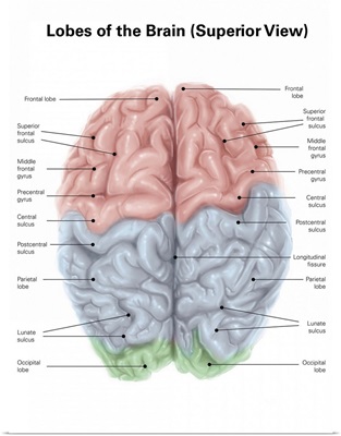 Superior view of human brain with colored lobes and labels