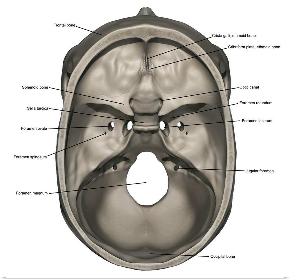 Superior view of human skull anatomy with annotations.