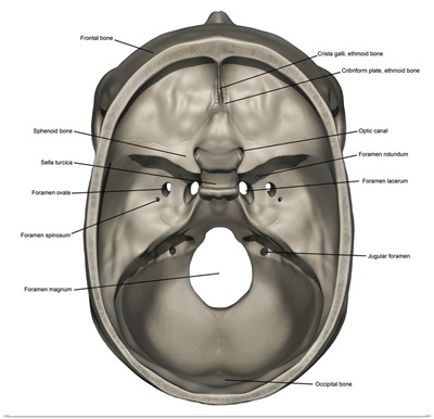 Superior view of human skull anatomy with annotations