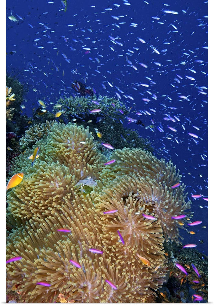 Swarms of small baitfish swim above a large sea anenome, Fiji.