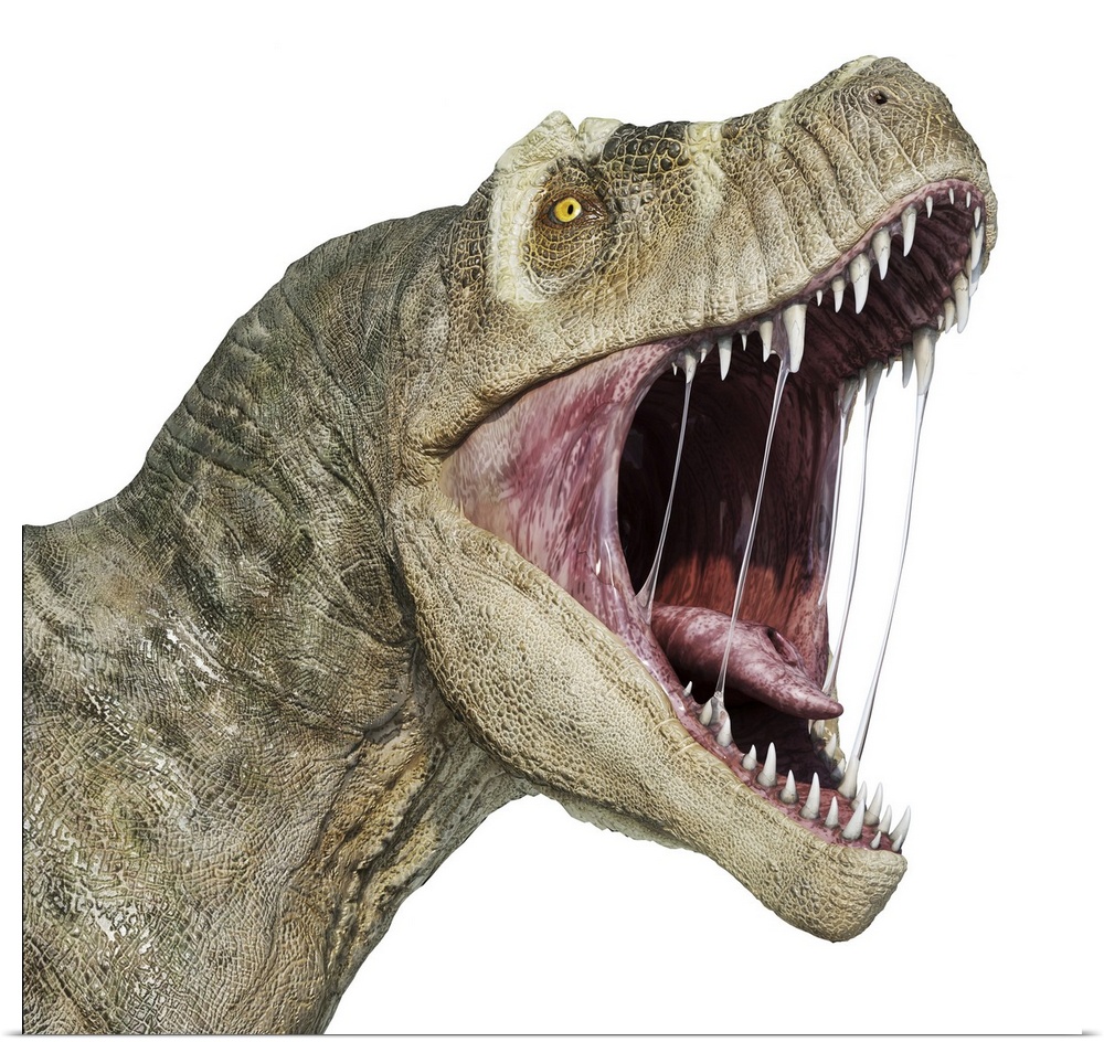 T-rex head with open mouth, isolated on white background.