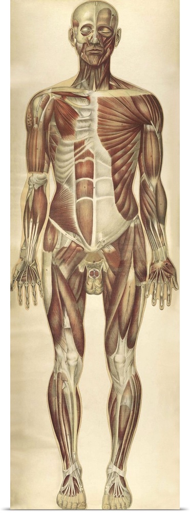 The human body with superimposed colored plates, by Julien Bougle, circa 1899.