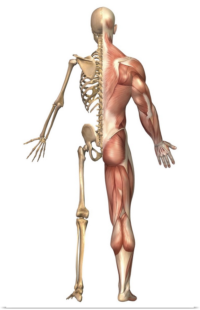 Medical illustration of the human skeleton and muscular system, back view.