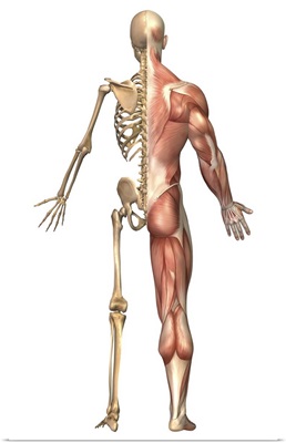 The human skeleton and muscular system, back view