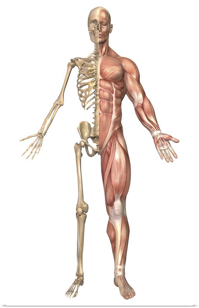 Medical illustration of the human skeleton and muscular system, front view.